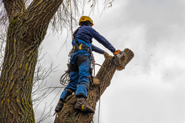 How Our Tree Care Process Works  in  Monroe, WI