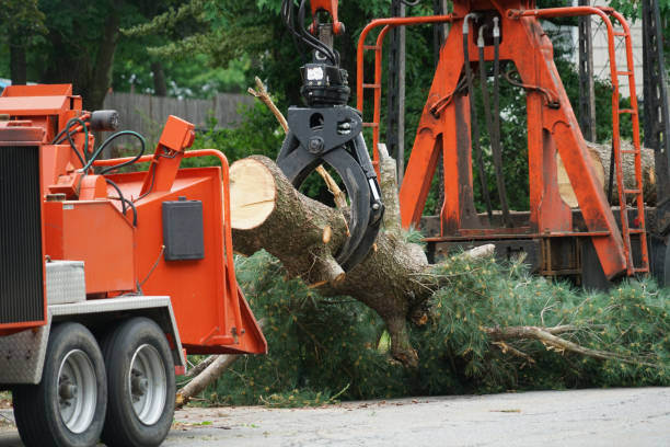 Leaf Removal in Monroe, WI